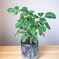 China Doll Plant