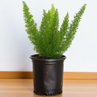 Bottle Fern