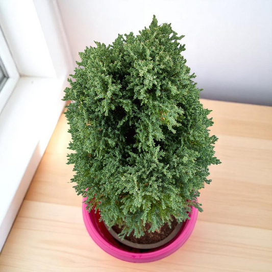 Green Cyprus Plant sapling