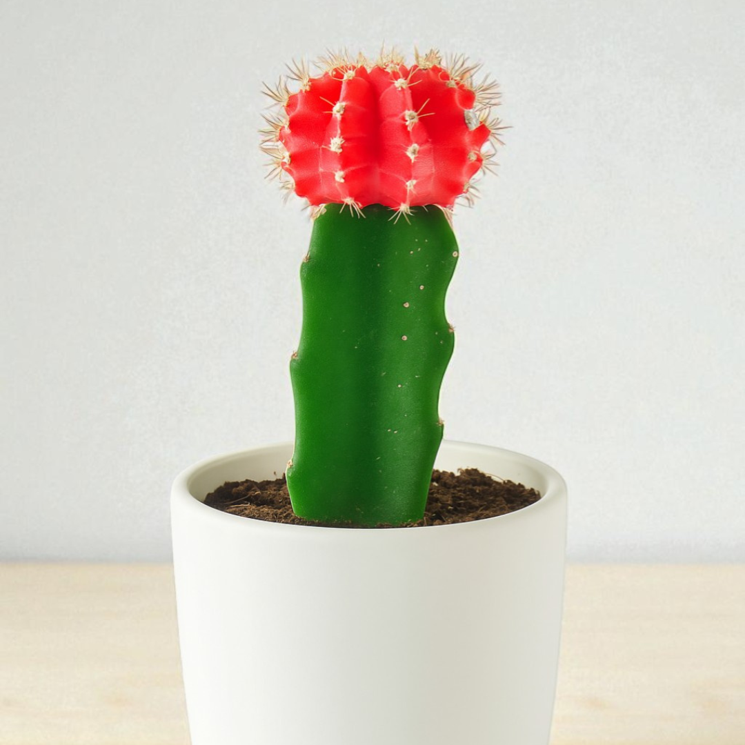 Red Moon Cactus