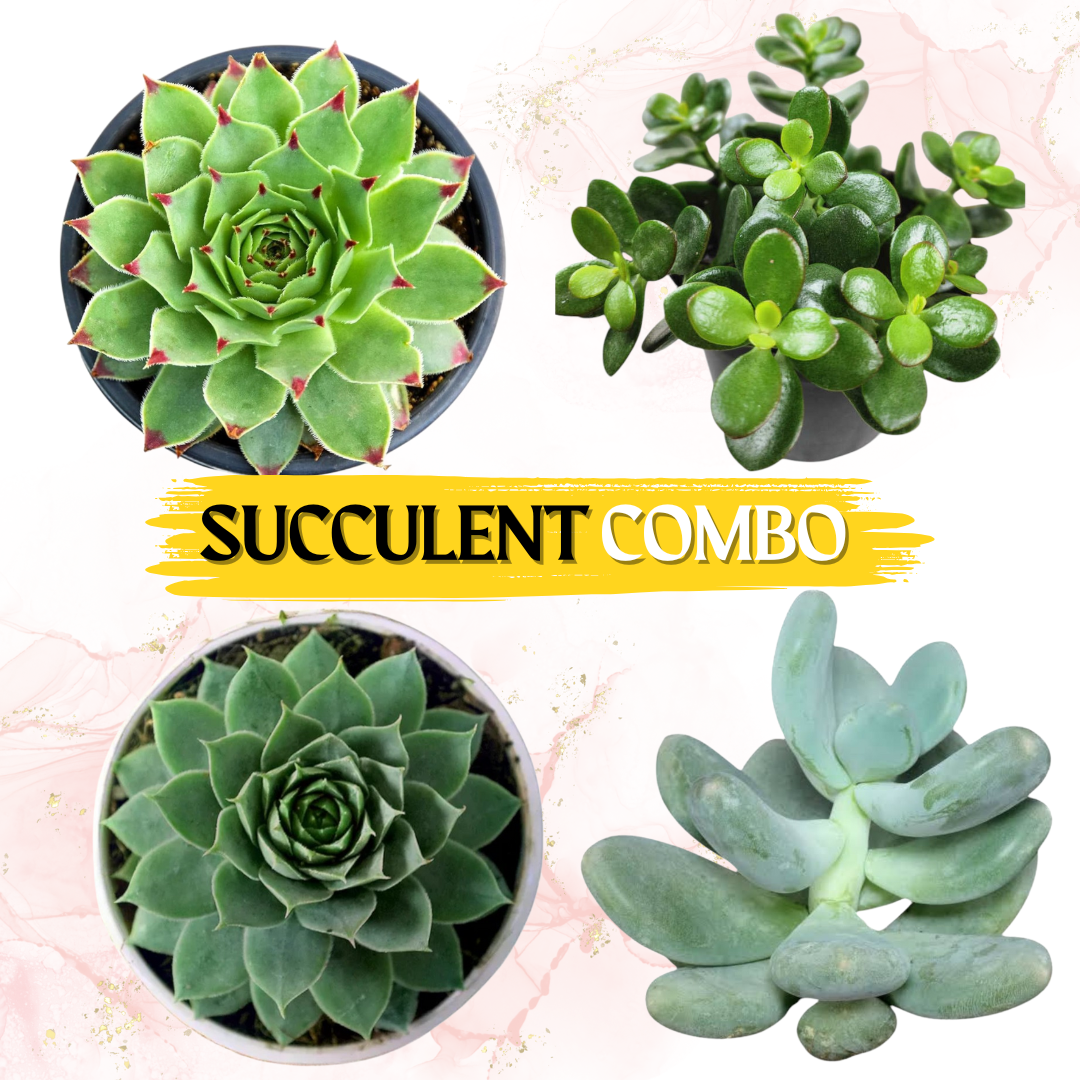 Succulent Combo