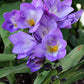Fressia Bulbs