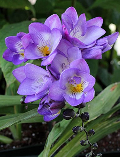 Fressia Bulbs