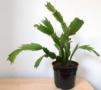 Christmas Cactus Pink (Bare Rooted)