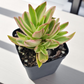 YELLOW VARIEGATED CAMFIRE (BARE ROOTED)