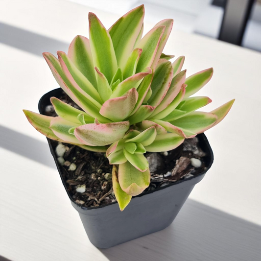 YELLOW VARIEGATED CAMFIRE (BARE ROOTED)