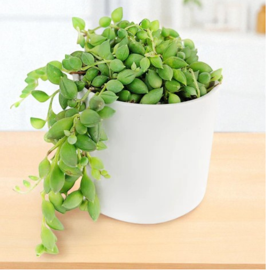 Senecio citriformisis (String of tears) (Bare Rooted)