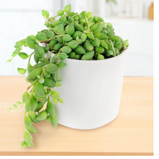 Senecio citriformisis (String of tears) (Bare Rooted)
