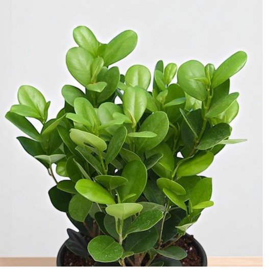 Moklam Ficus Sapling
