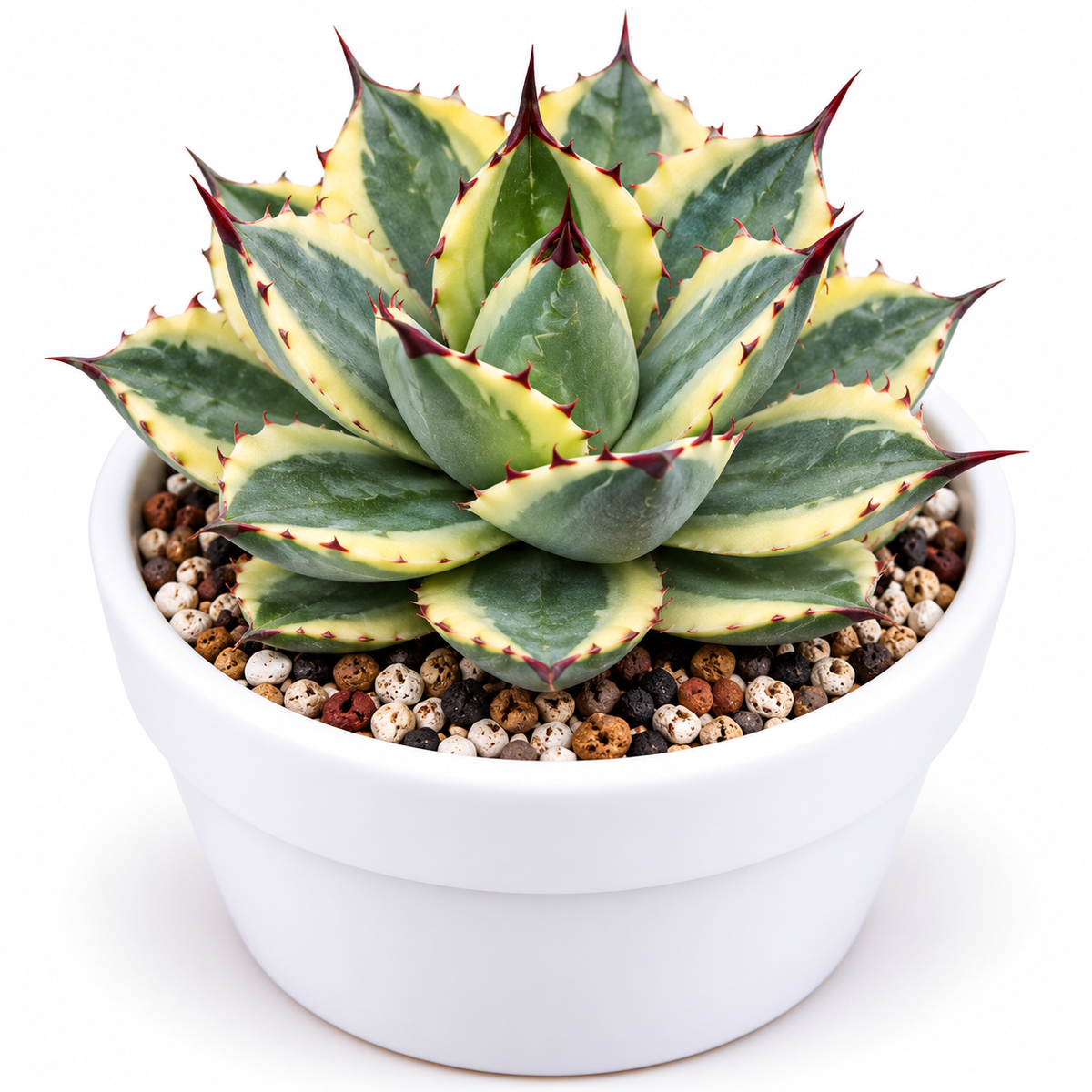 Variegated Agave Potatorum