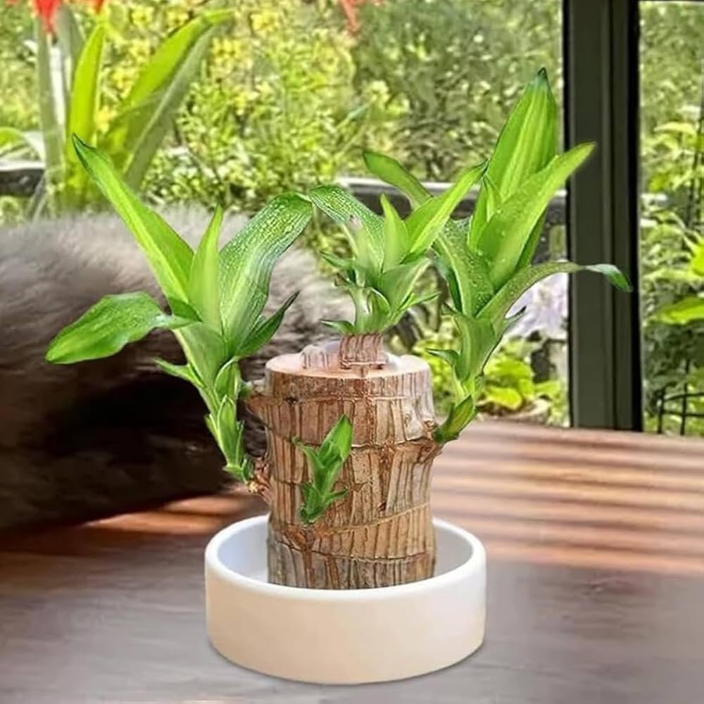 Brazilian Wood Plant