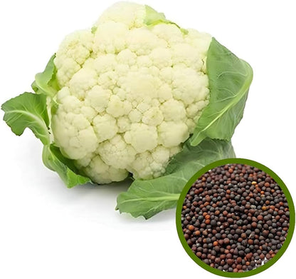 CAULIFLOWER DESI VEGETABLE SEEDS (40 seeds)