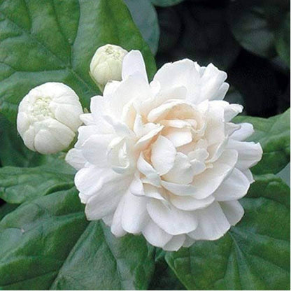 White Jaismine Mogra Plant Sapling
