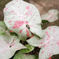 Syngonium Milk confetii