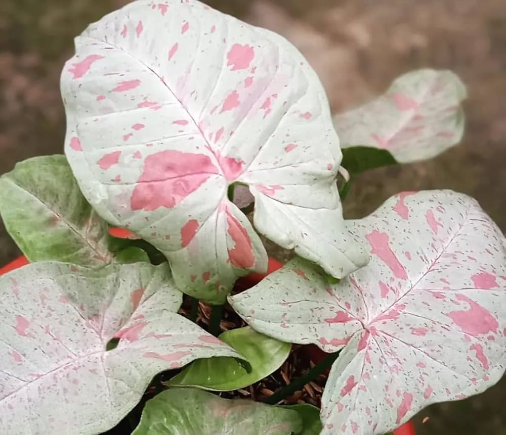 Syngonium Milk confetti