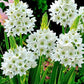 Chinchirinchi Bulbs