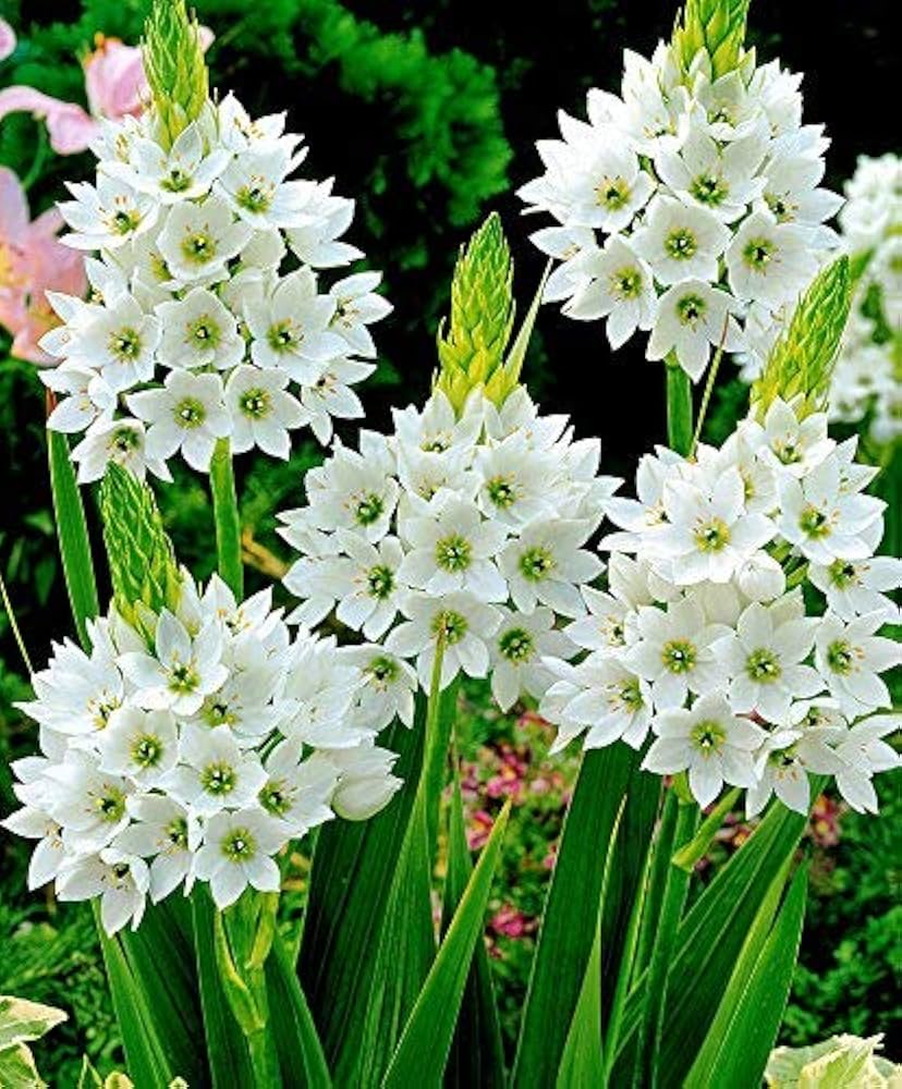 Chinchirinchi Flower Bulb
