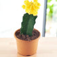 YELLOW MOON CACTUS (BARE ROOTED)