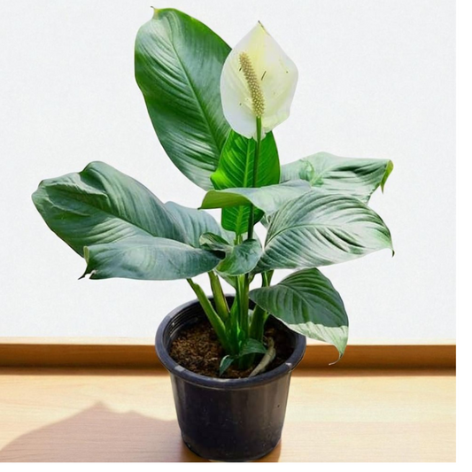 Spathiphyllum Peace Lily Sapling