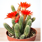 Echinopsis Chamaecereus - Peanut Cactus (Bare Rooted)