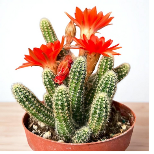 Echinopsis Chamaecereus - Peanut Cactus (Bare Rooted)