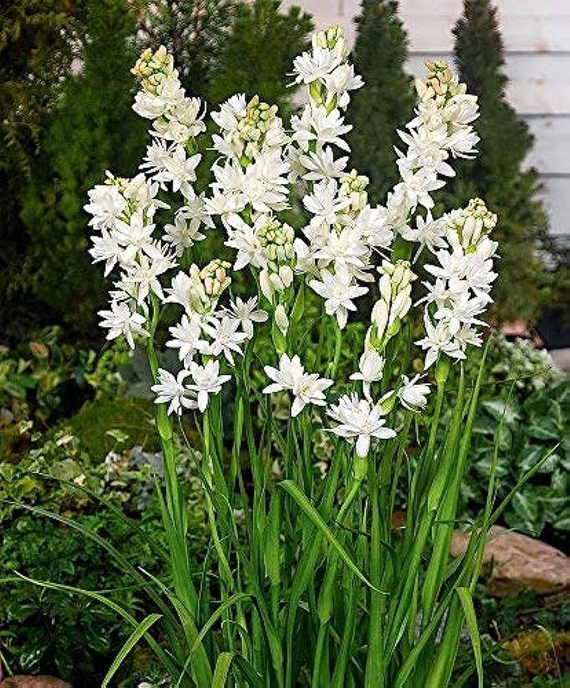 Rajnigandha Bulbs