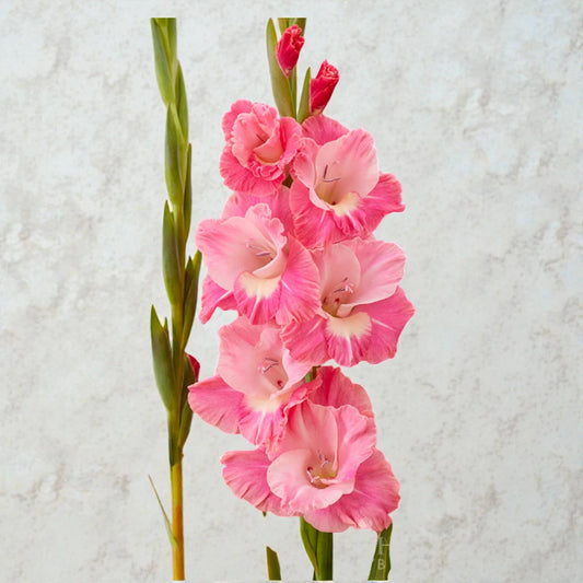 Gladiolus Pink Bulb