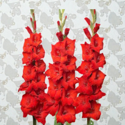 Gladiolus Red Bulb