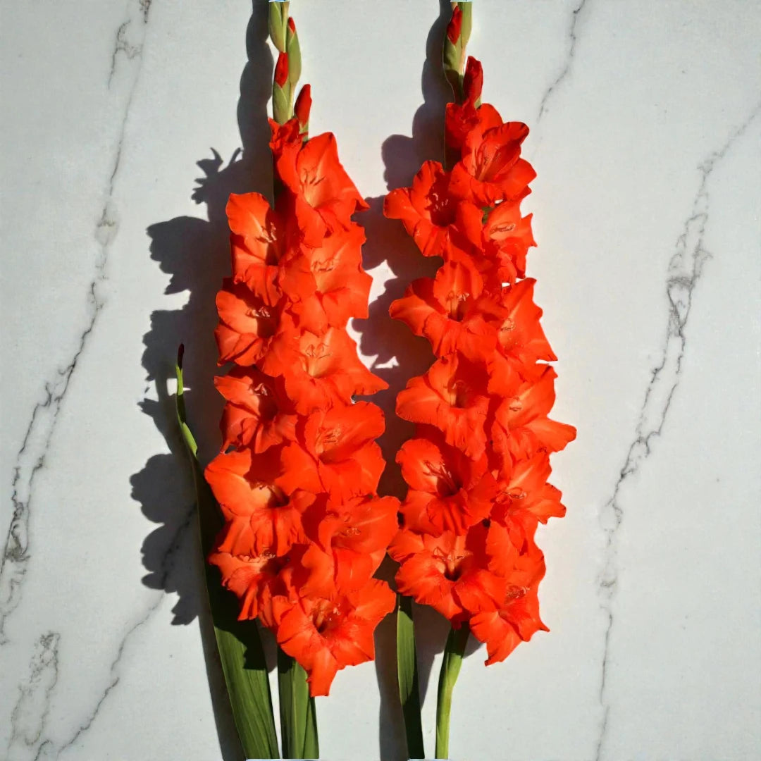 Gladiolus Red Bulb