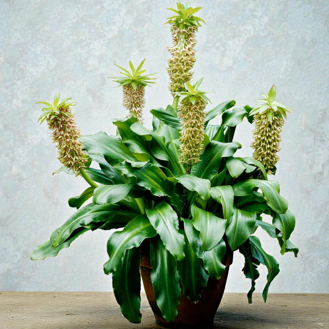 Ecullis Lily Bulb