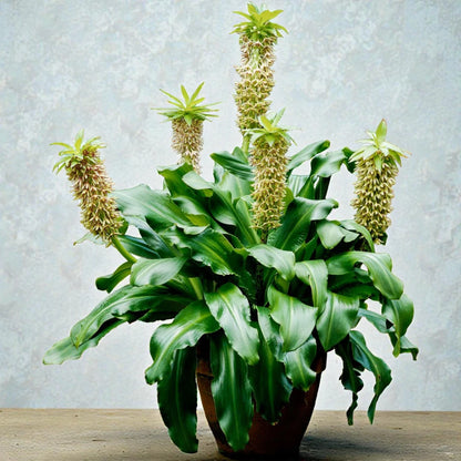 Ecullis Lily Bulb