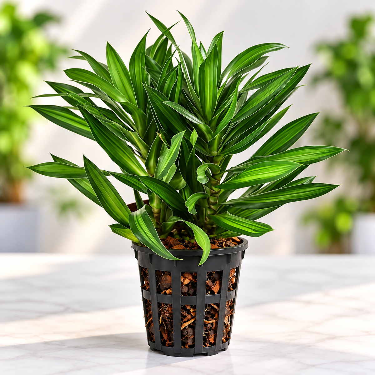Song of Jamaica Plant