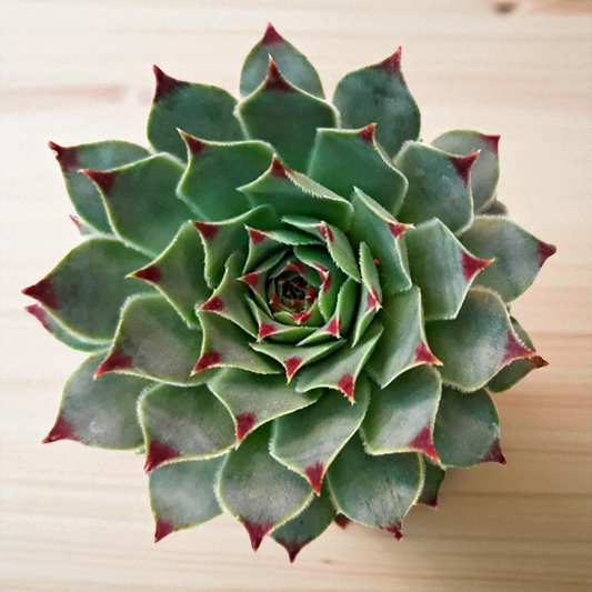 Sempervium Calcereum (Bare Rooted)