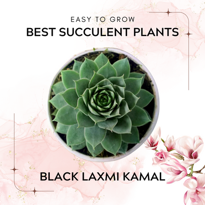 Succulent Combo