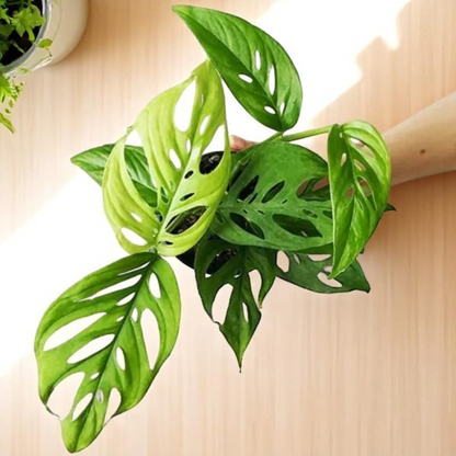 Monstera Adansonii Broken Heart Plant