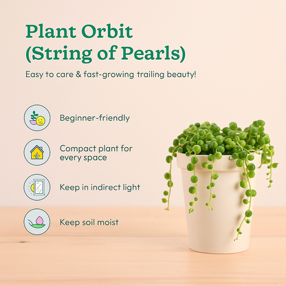 Senecio rowleyanus String of pearls (Bare Rooted)