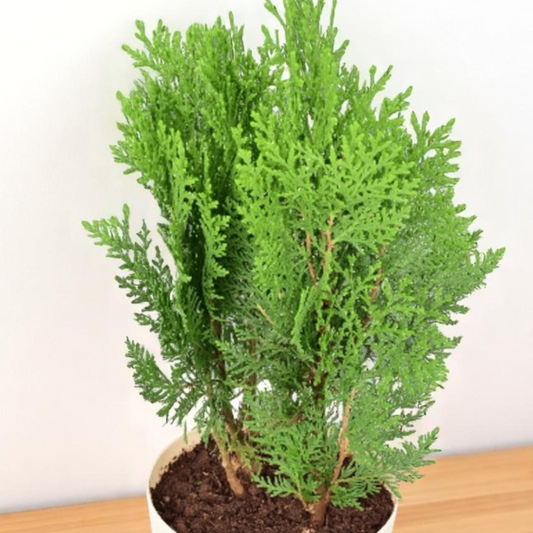 Thuja occidentalis