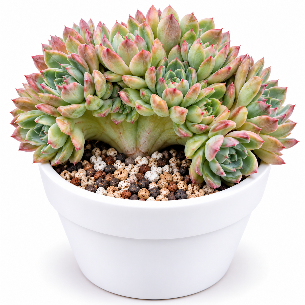 Echeveria Gilva Cristata