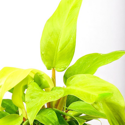Philodendron ceylon gold