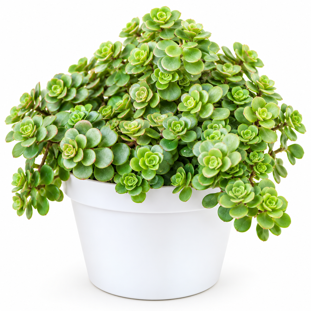 Rose Sedum grass