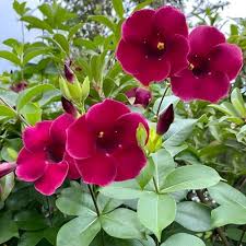 ALLAMANDA RED