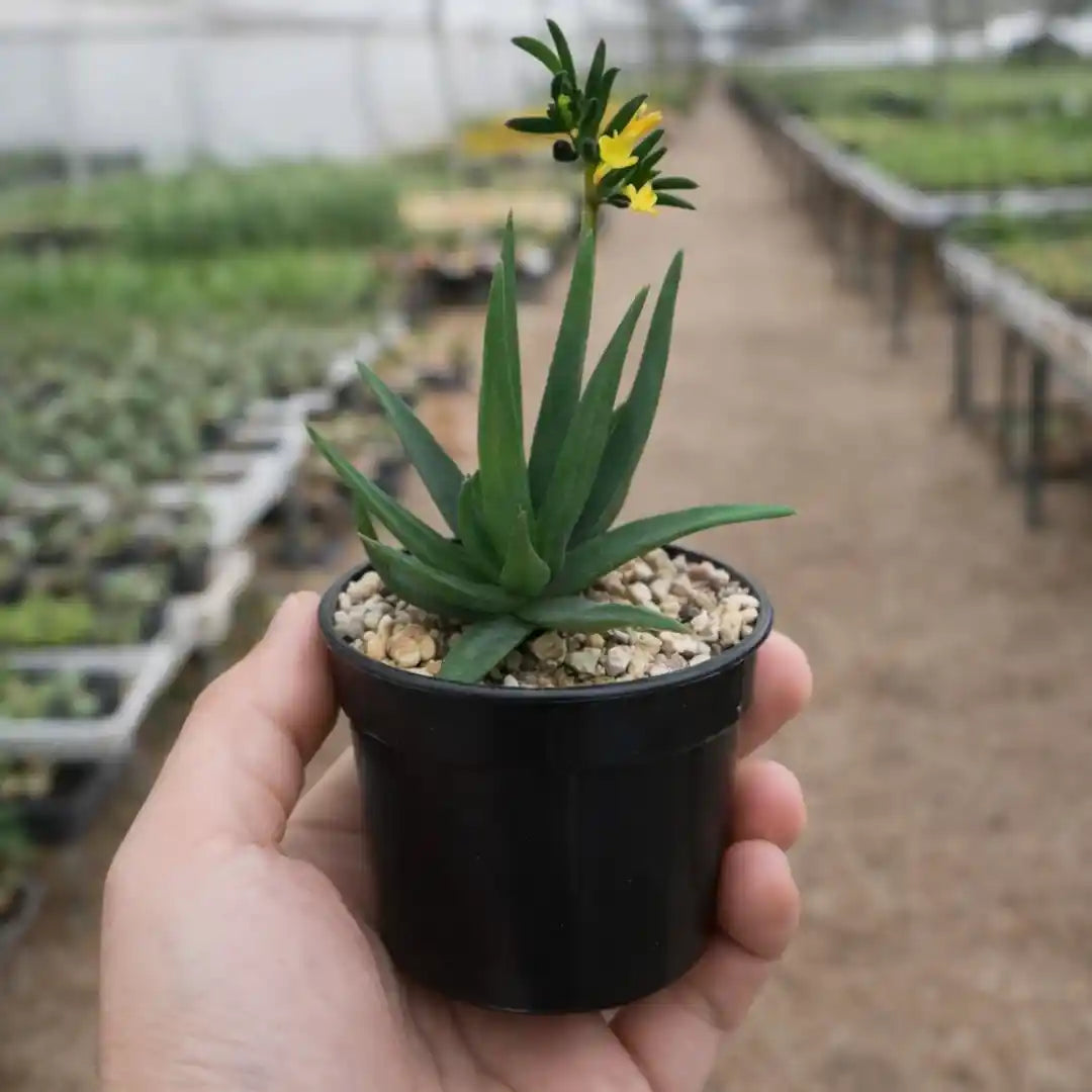 ALOE BLACK BEAUTY (Bare Rooted)