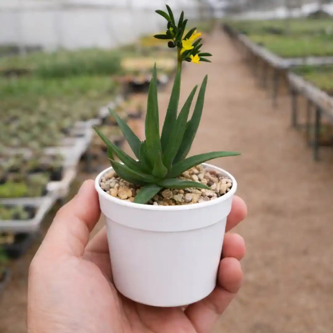 Aloe Black Beauty succulent with upright, dark green pointed leaves and small yellow flowers, growing in a white pot filled with gravel on a wooden surface.