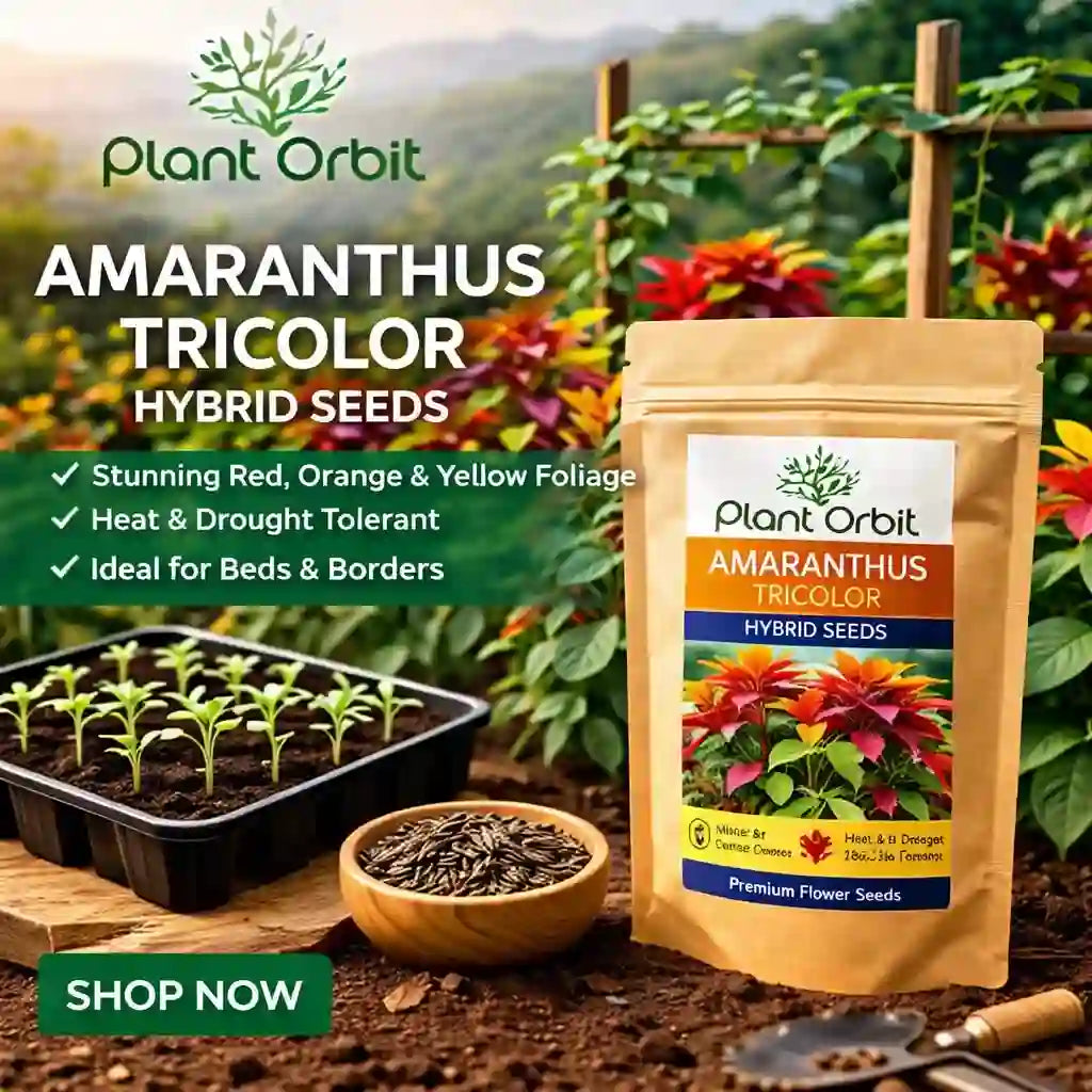 Amaranthus Tricolor hybrid seeds package with seedlings and seeds on a garden background, featuring Plant Orbit branding.