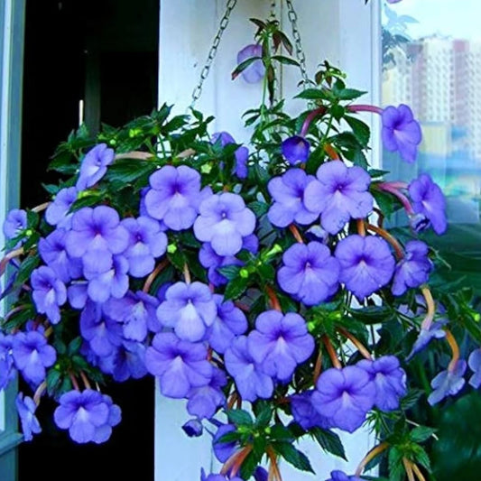 Achimenes Cattleya Flowering Bulb
