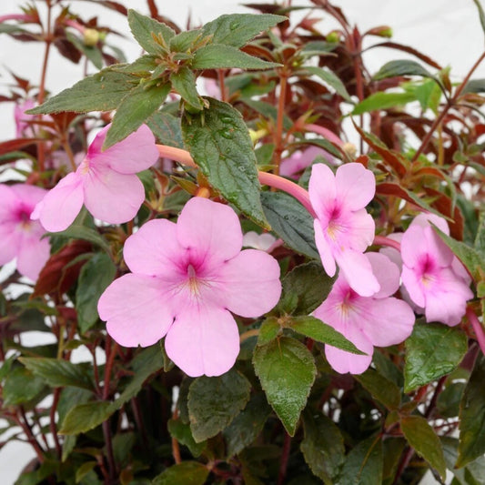 Achimenes Peach Blossom