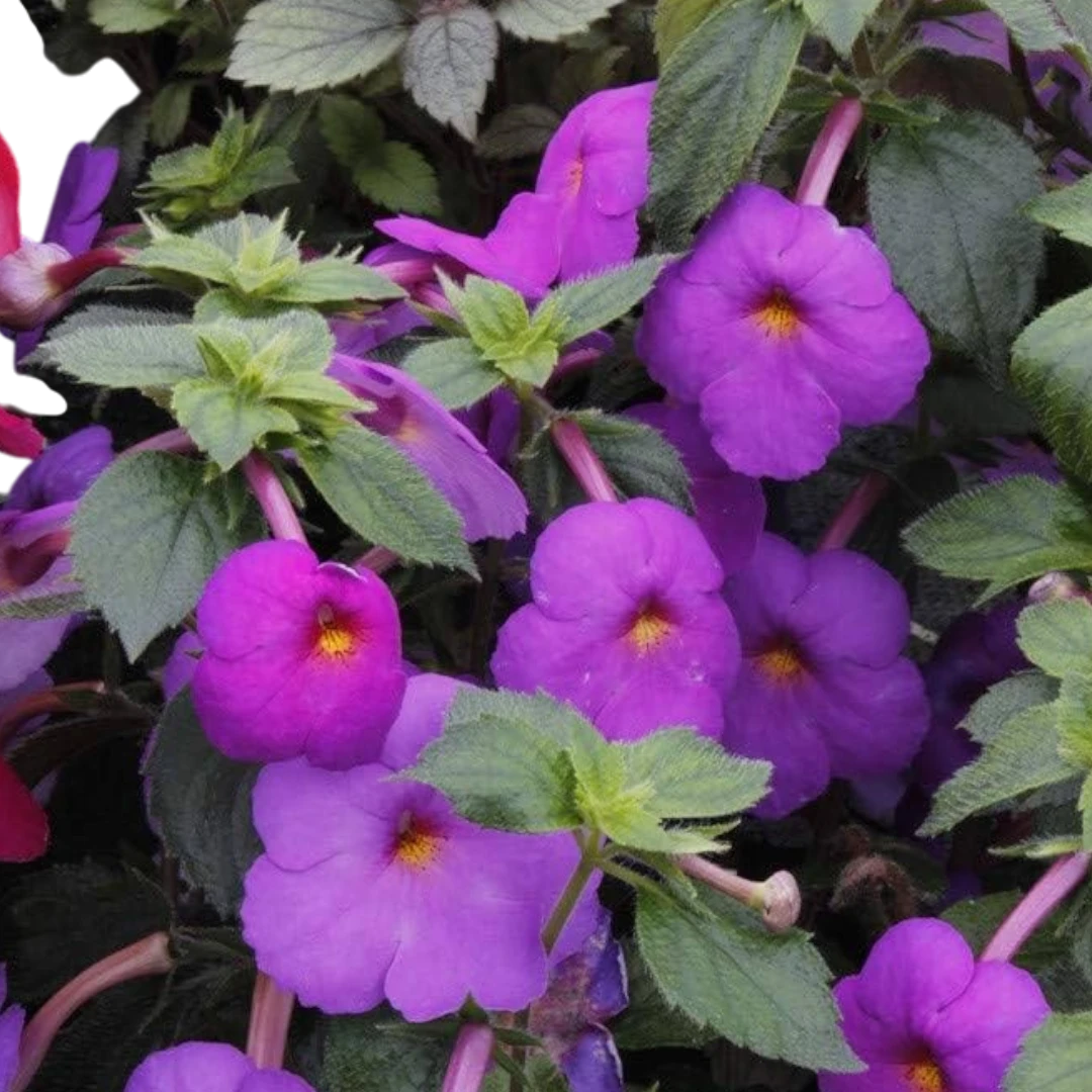 Achimenes Pulcherrima Flowering Bulb