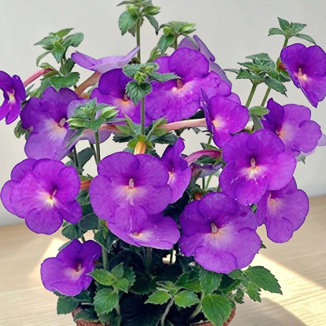 Achimenes Pulcherrima Flowering Bulb