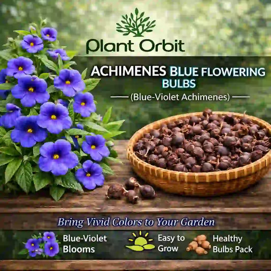 Achimenes blue flowering bulbs with a basket of bulbs and plant leaves on a wooden surface, branded by Plant Orbit.