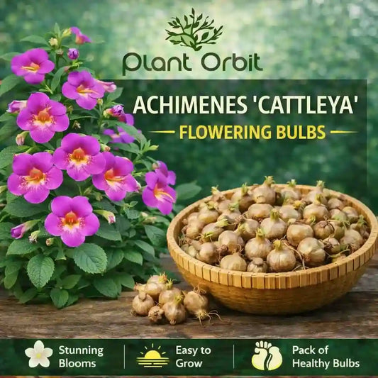 Achimenes Cattleya Flowering Bulb